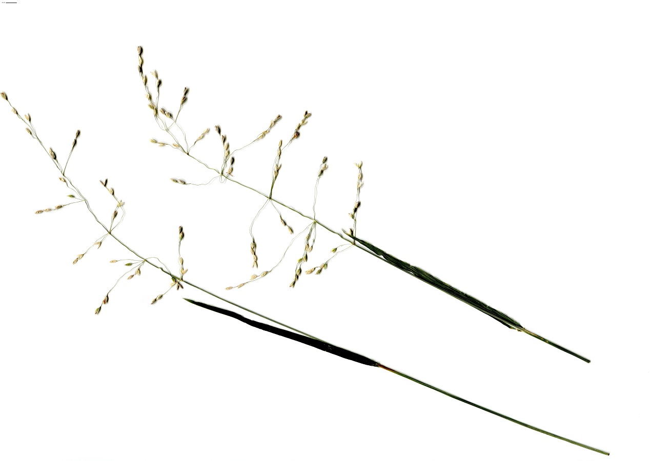 Milium effusum (Poaceae)